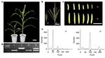 Mutation of ZmDMP enhances haploid induction in maize